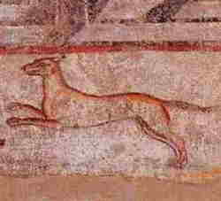 Arte Etrusca - Cane