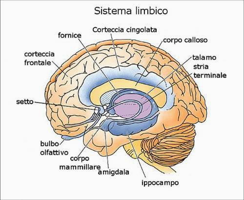 Sistema limbico