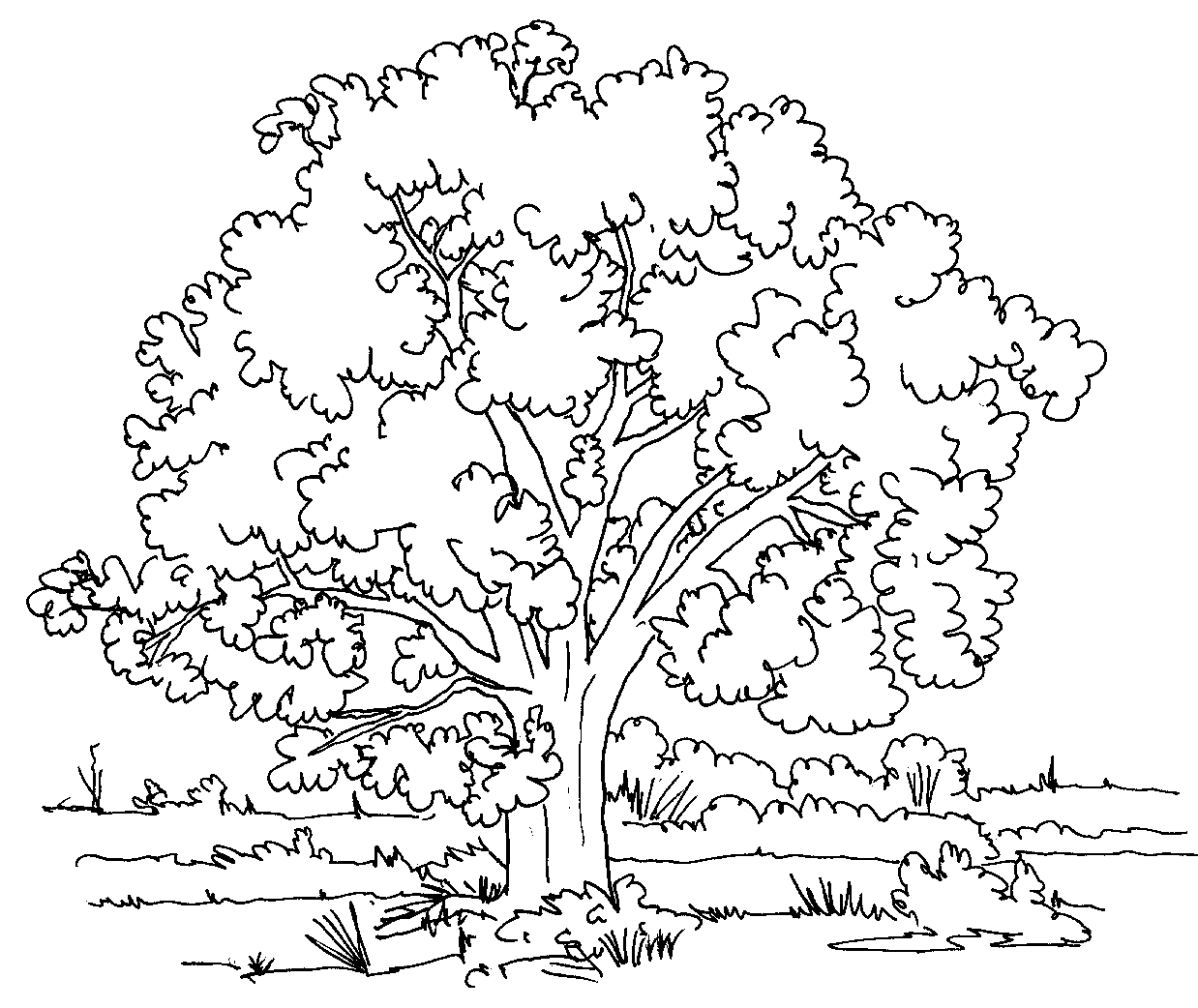 colorare/disegni_alberi_004.jpg
