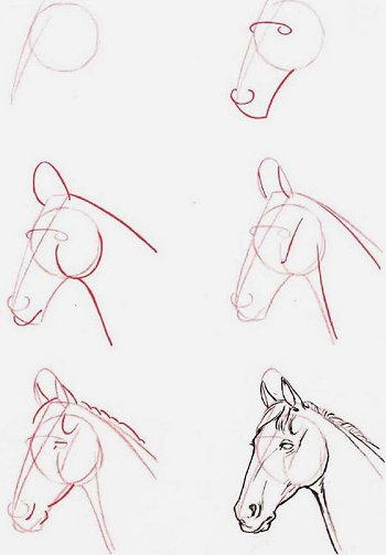 Disegnare un cavallo