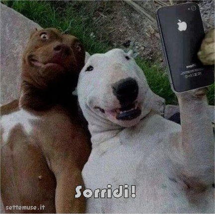 cani sorridi al selfie