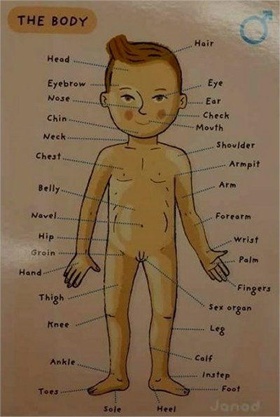 Corpo umano in inglese