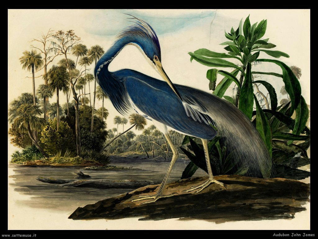 Audubon John James
