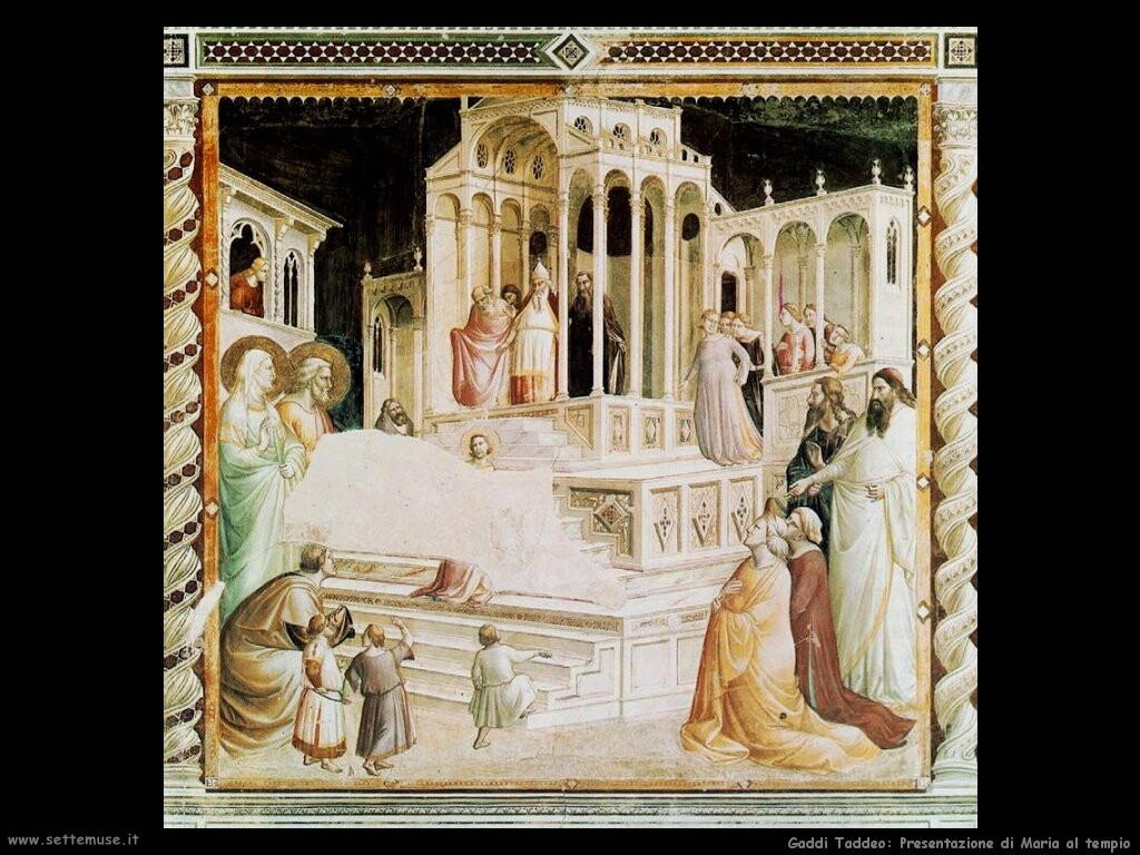 gaddi taddeo Presentazione di Maria al tempio