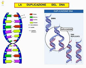 Duplicazione del DNA