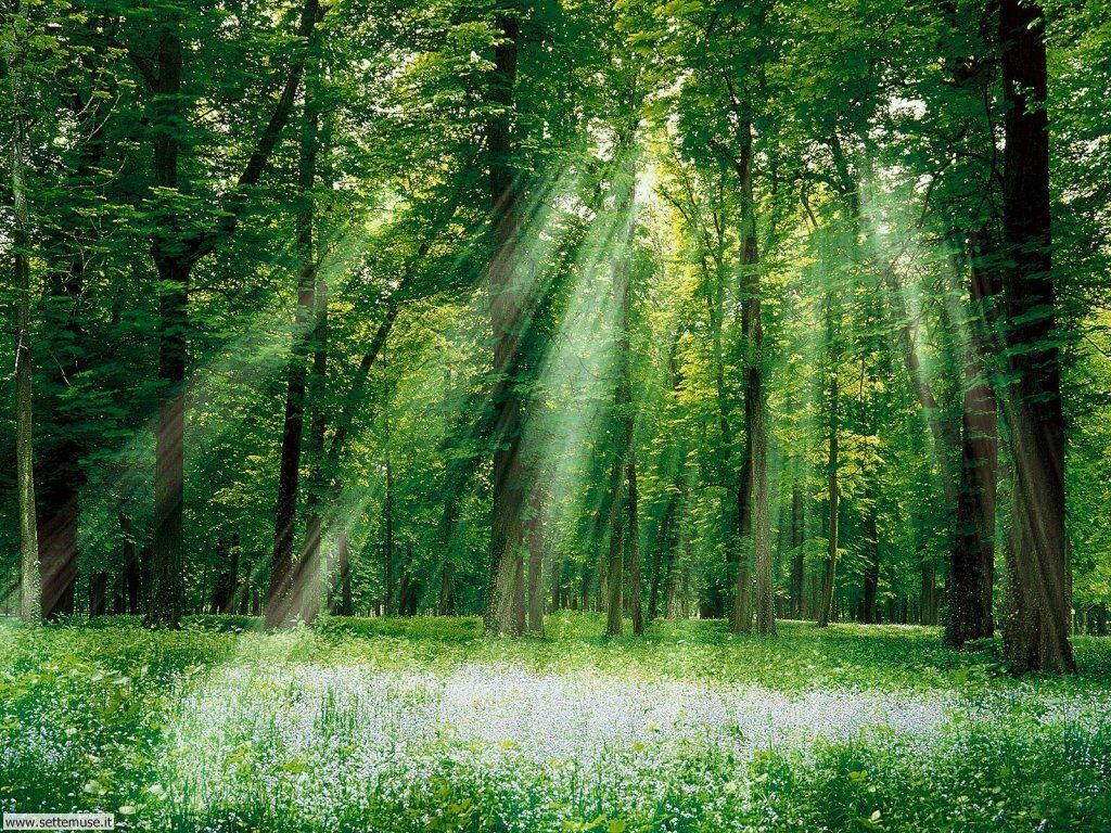 Foto desktop di boschi e foreste 032