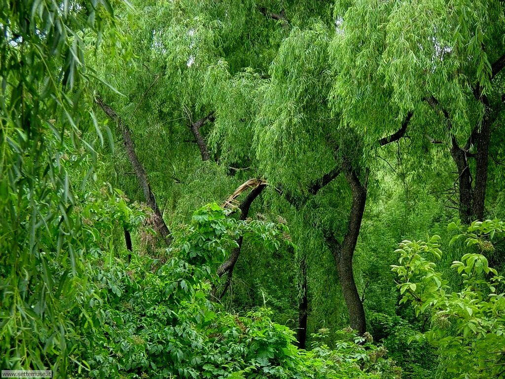 Foto desktop di boschi e foreste 038
