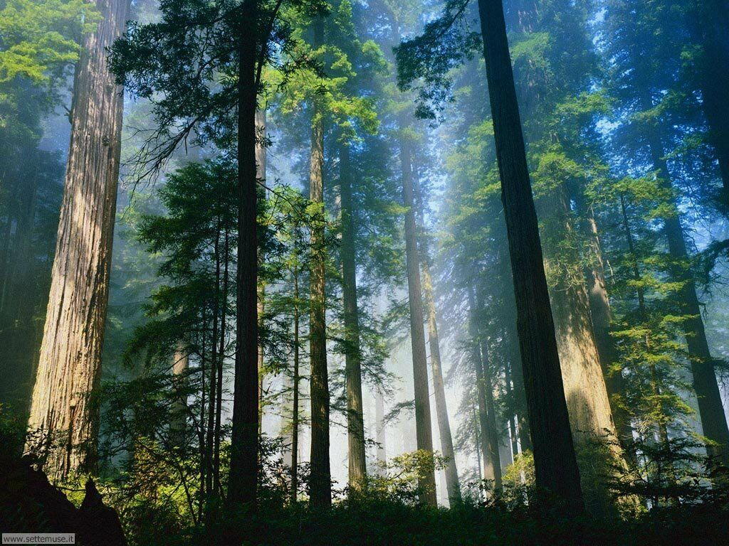 Foto desktop di boschi e foreste 091