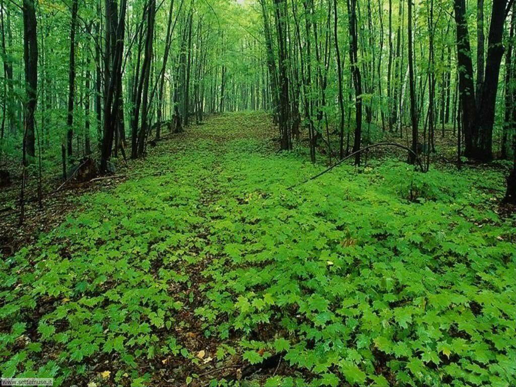 Foto desktop di boschi e foreste 001