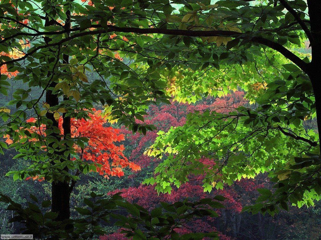 Foto desktop di boschi e foreste 007