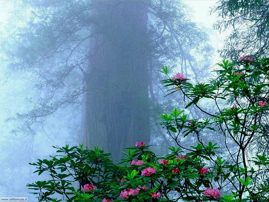Foto desktop di boschi e foreste 011