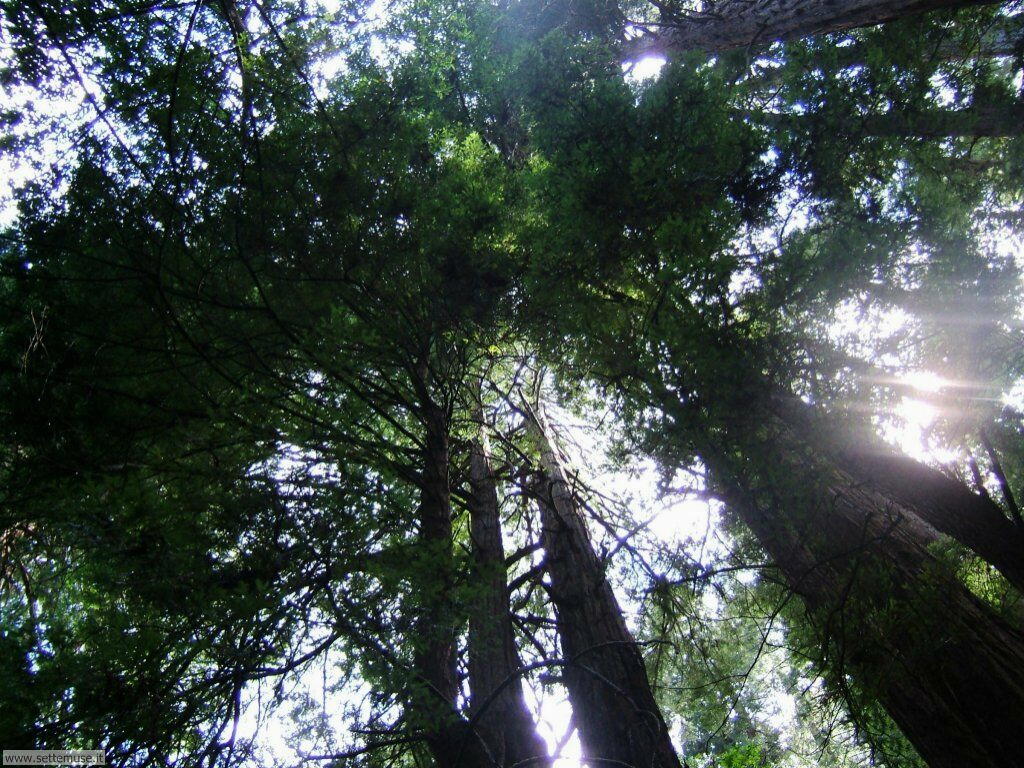 Foto desktop di boschi e foreste 026