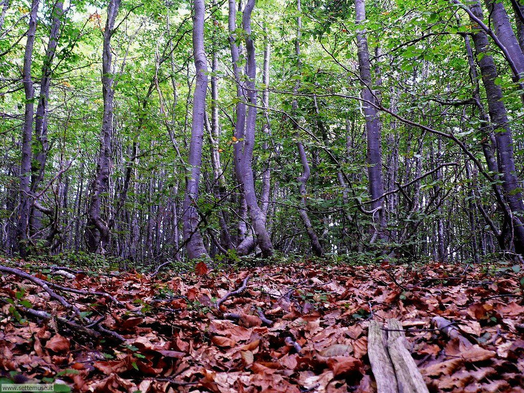 Foto desktop di boschi e foreste 027