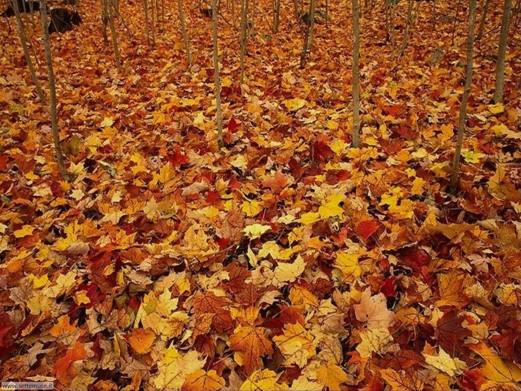 stagione_autunno 8