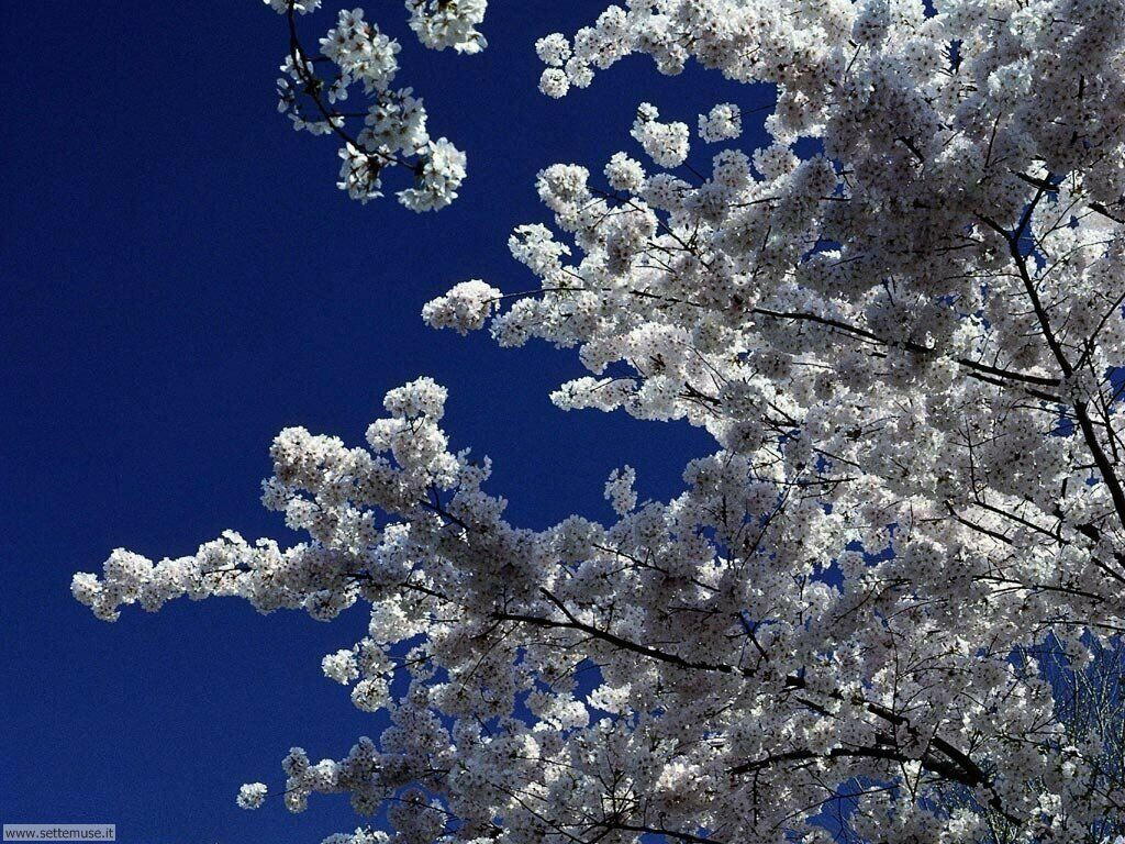 Foto desktop della stagione primavera 025