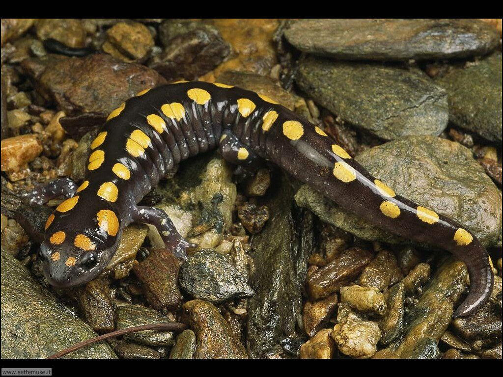 salamandre 1