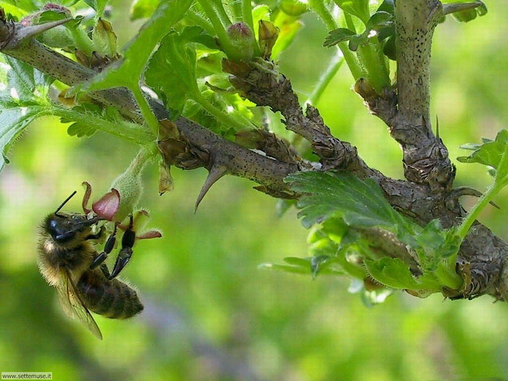 Foto sfondi di api e vespe 002