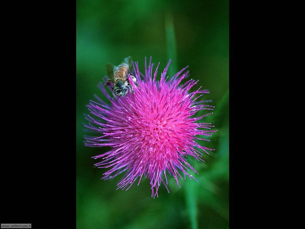 Foto sfondi di api e vespe 004
