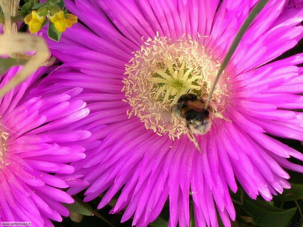 Foto sfondi di api e vespe 007