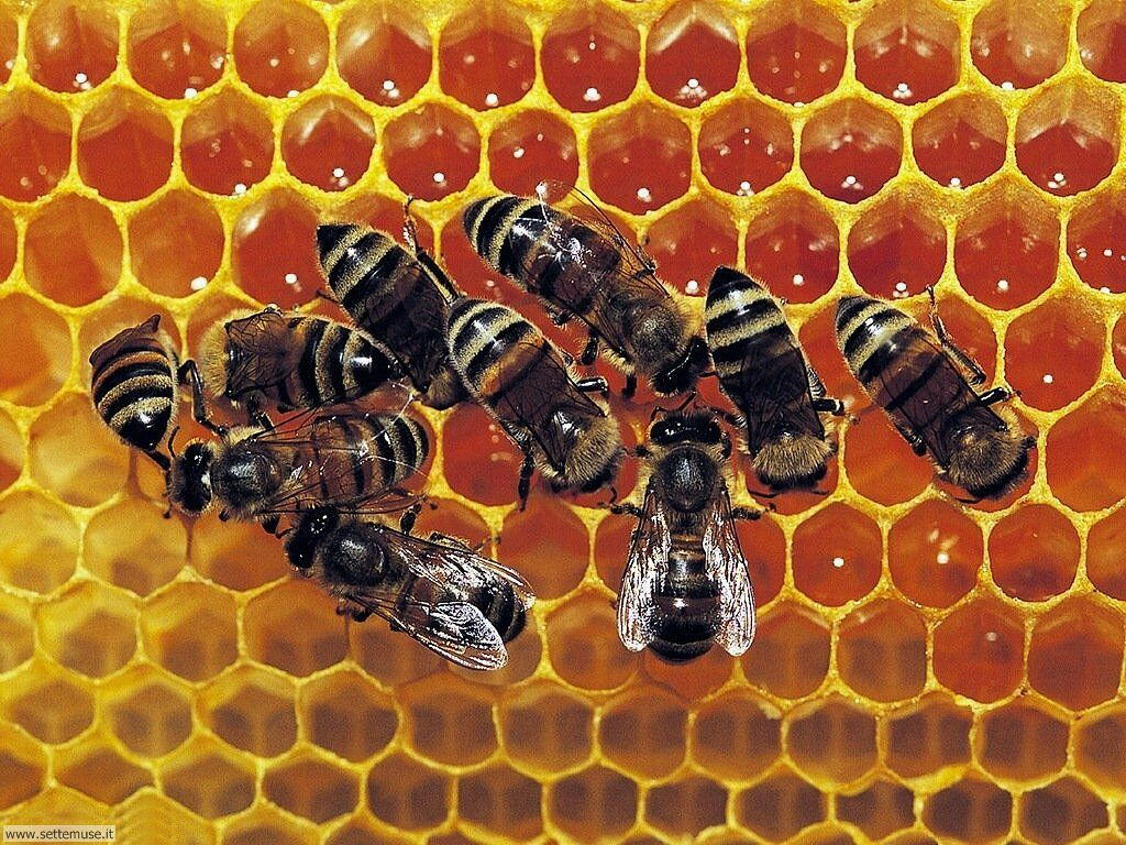 Foto sfondi di api e vespe alveare 010