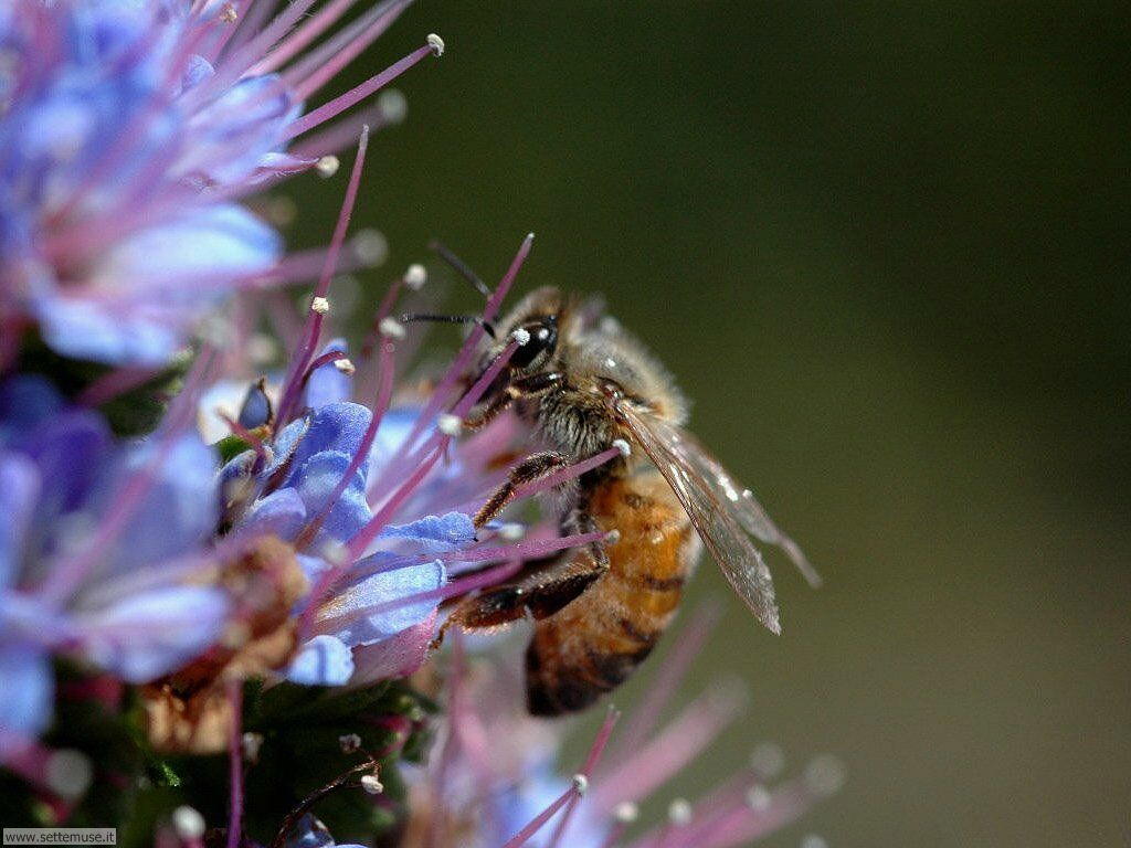 Foto sfondi di api e vespe 014