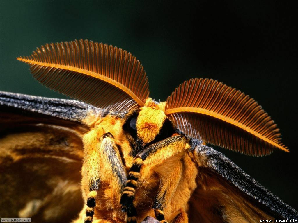 Foto sfondi di api e vespe 018