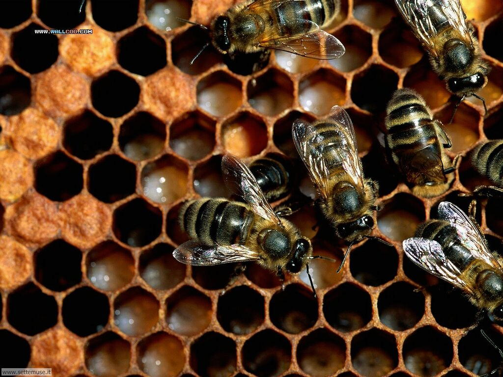 Foto sfondi di api e vespe arnia 021