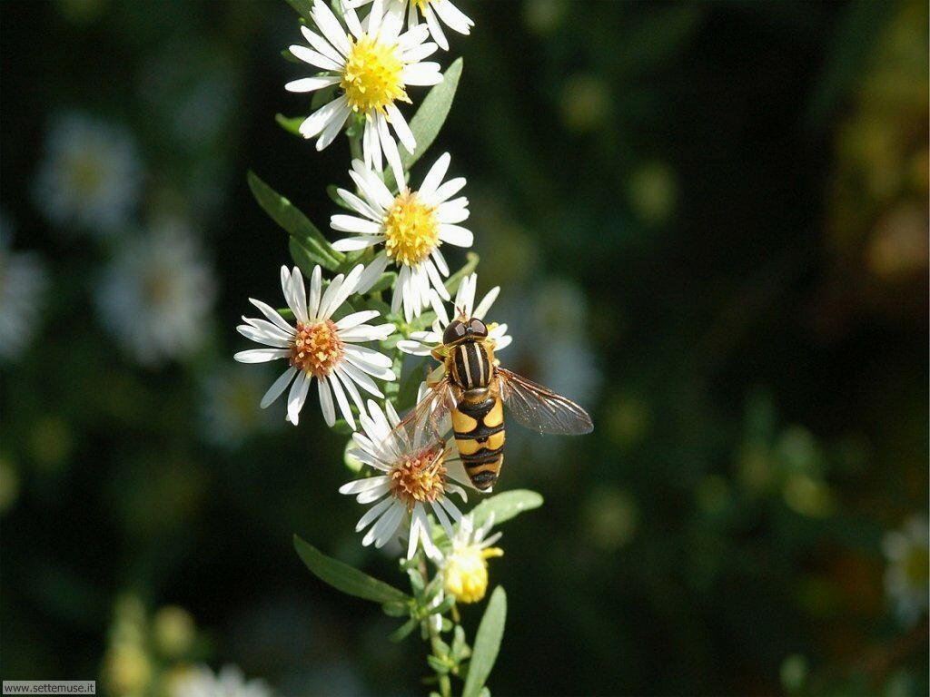 Foto sfondi di api e vespe 023