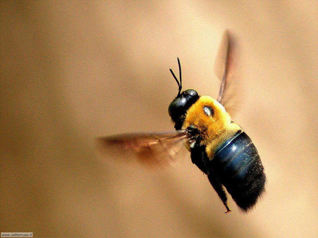 Foto sfondi di api e vespe 025