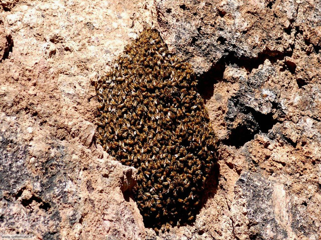 Foto sfondi di api e vespe 026