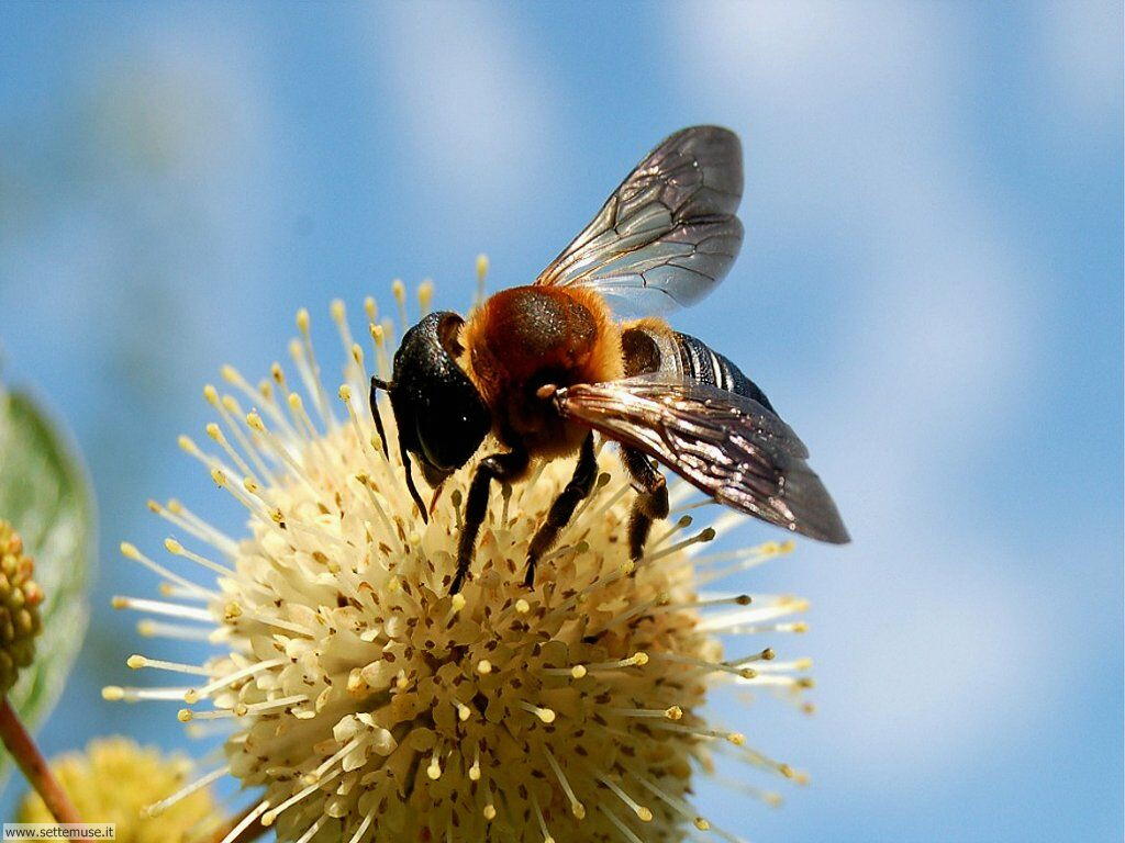 Foto sfondi di api e vespe 027