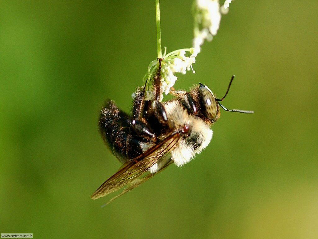 Foto sfondi di api e vespe 028