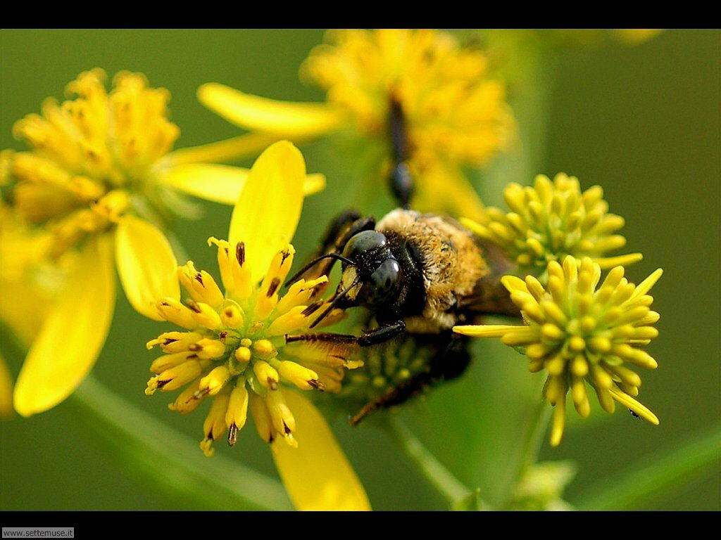 Foto sfondi di api e vespe 031