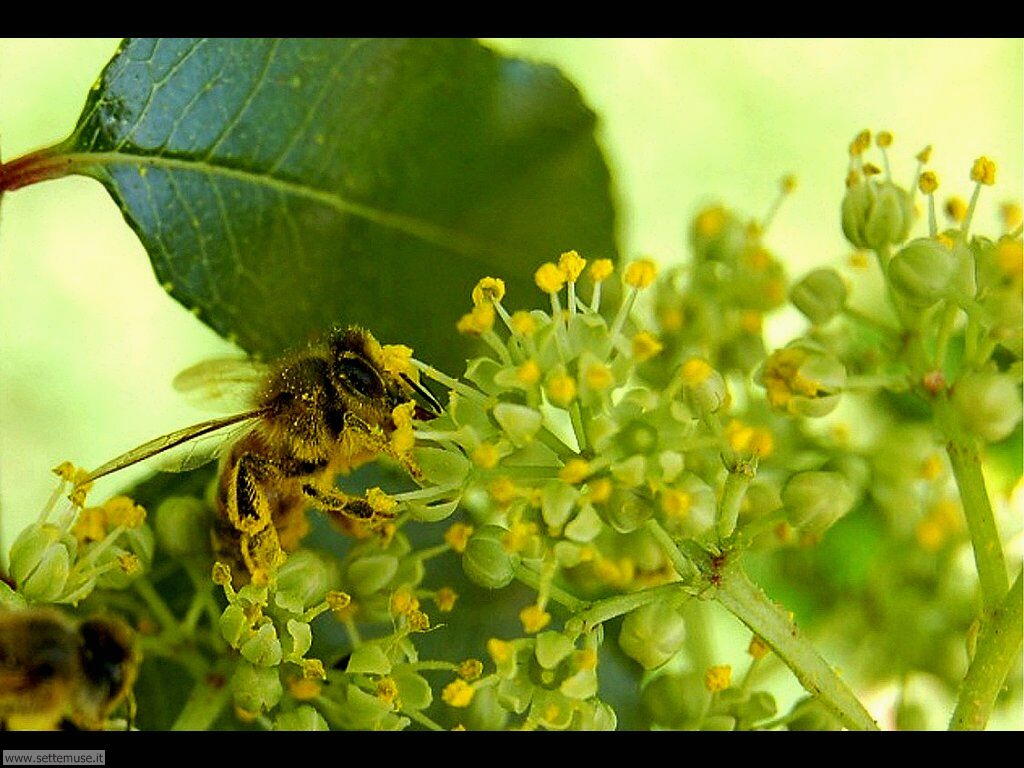Foto sfondi di api e vespe 033