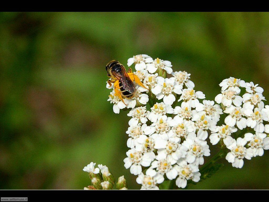 Foto sfondi di api e vespe 034