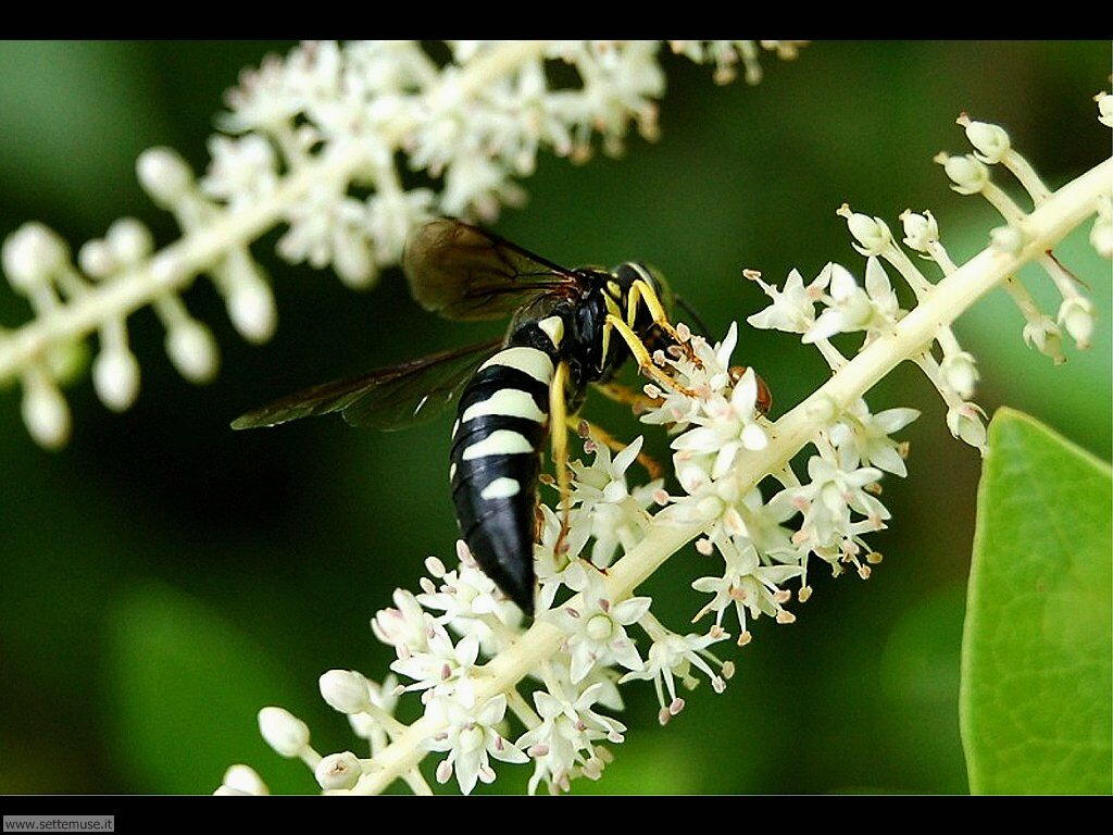 Foto sfondi di api e vespe 035