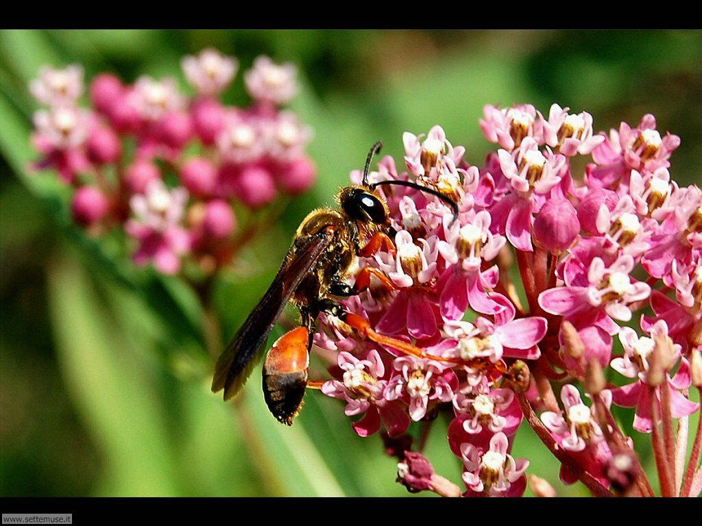 Foto sfondi di api e vespe 036