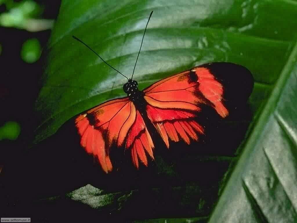 farfalle 3