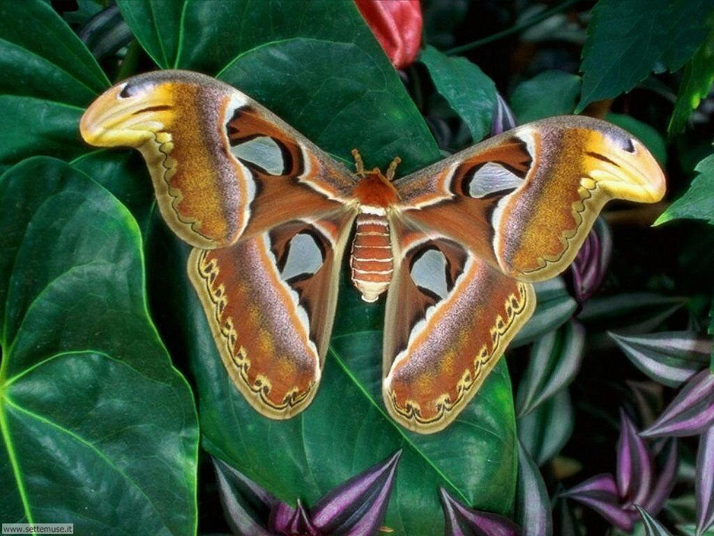 farfalle 4