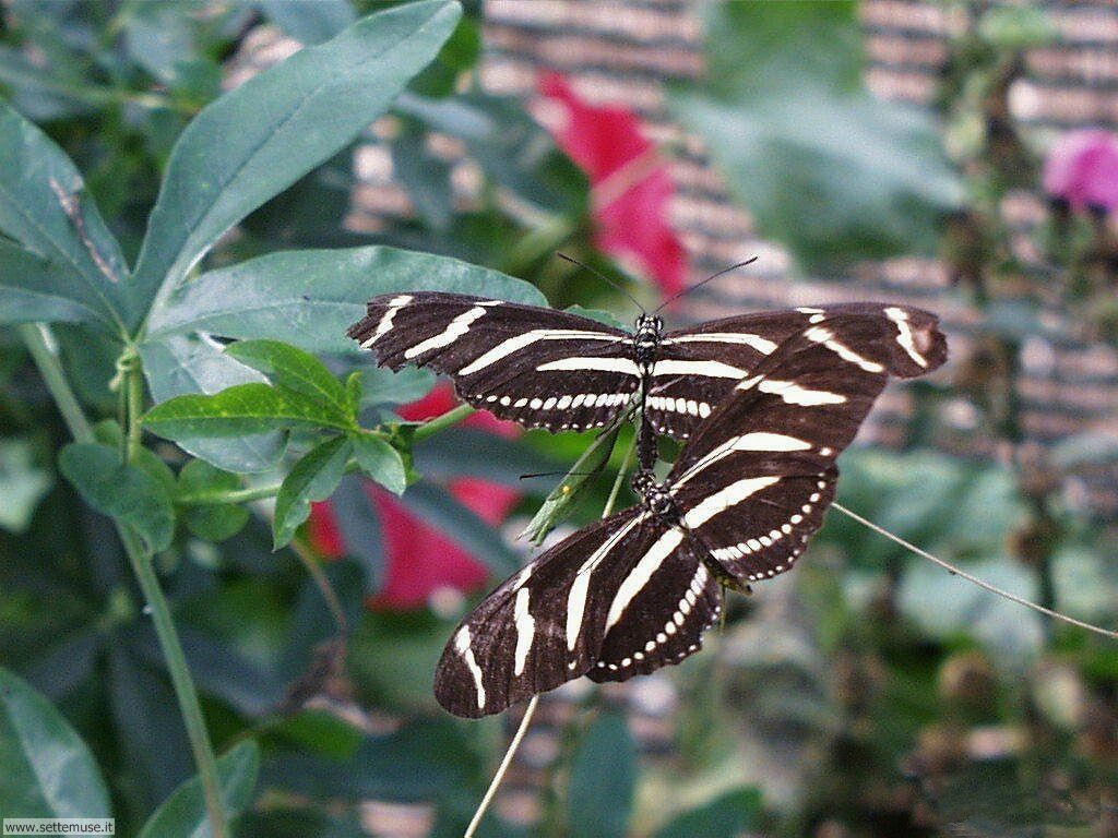farfalle 24