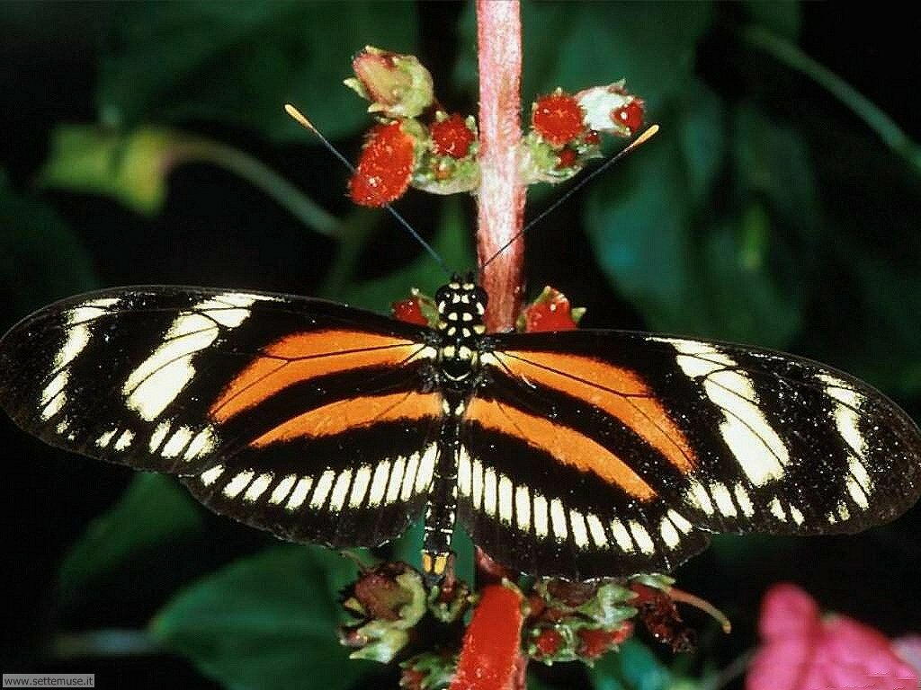 farfalle 8