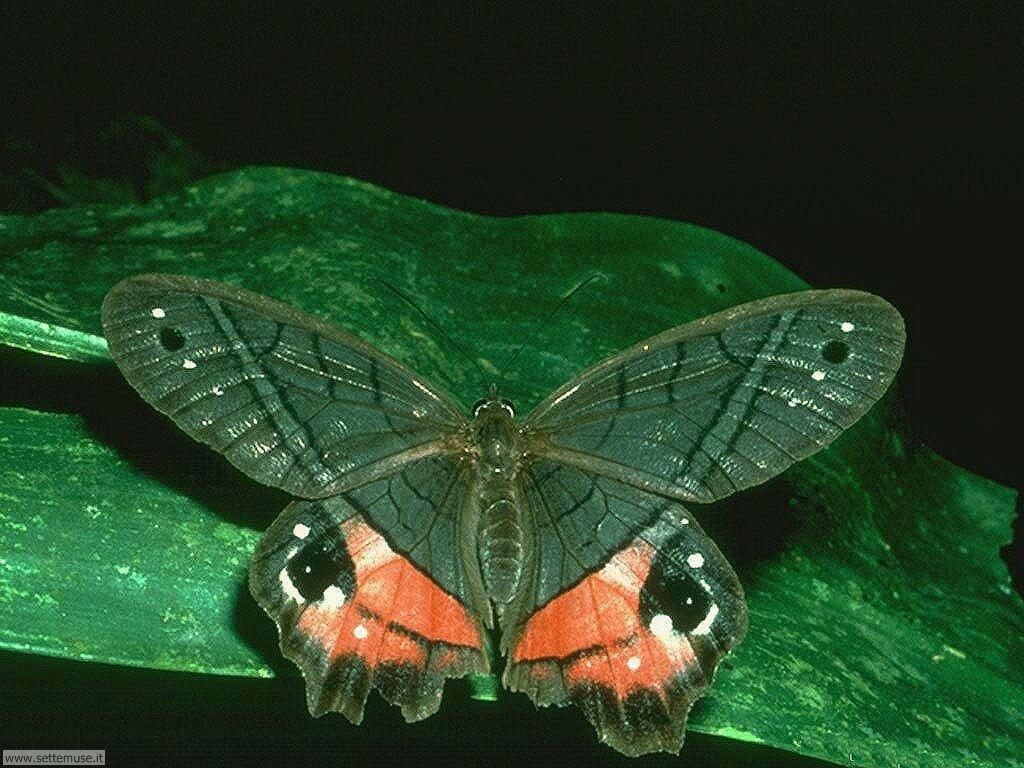 farfalle 12