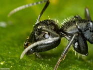 Foto sfondi formiche
