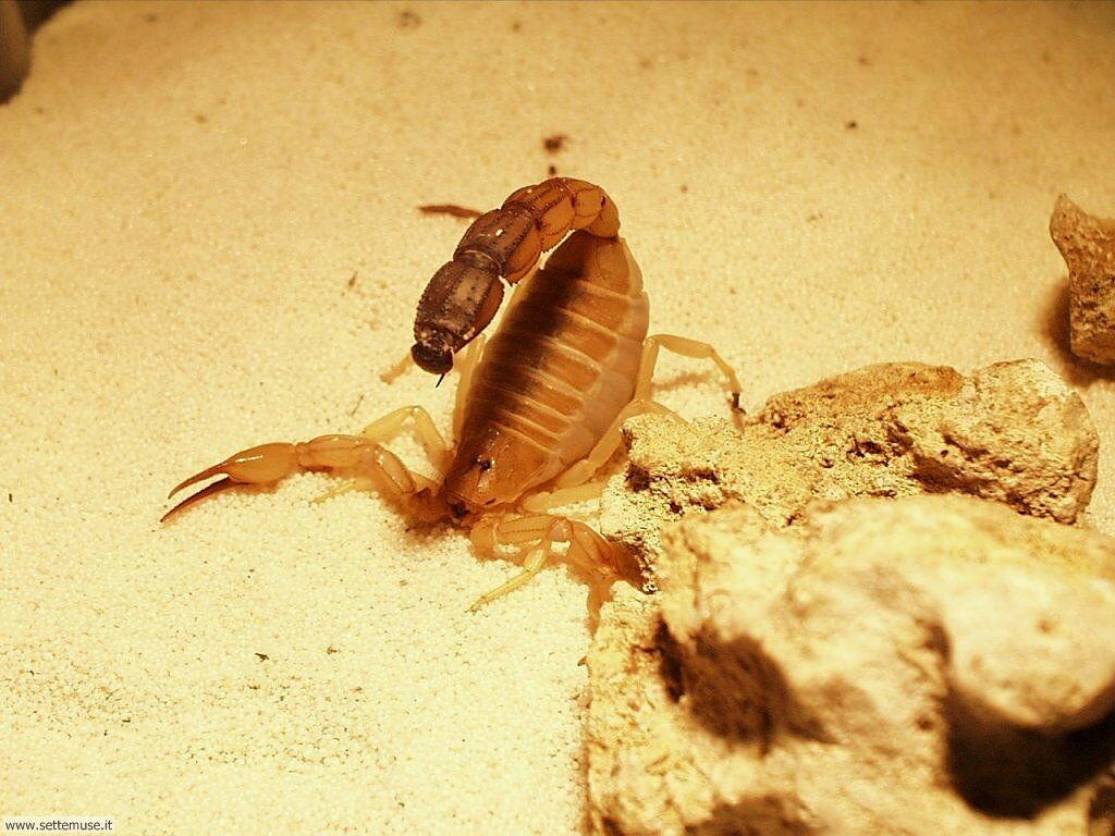 scorpioni 1