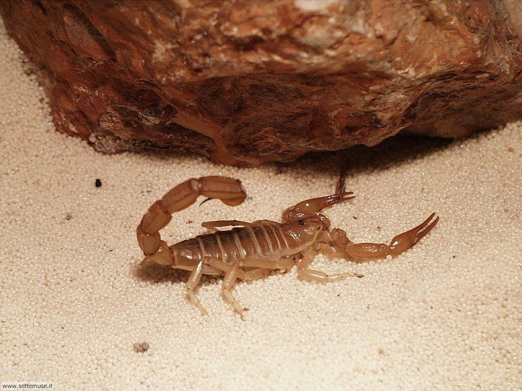 scorpioni 2