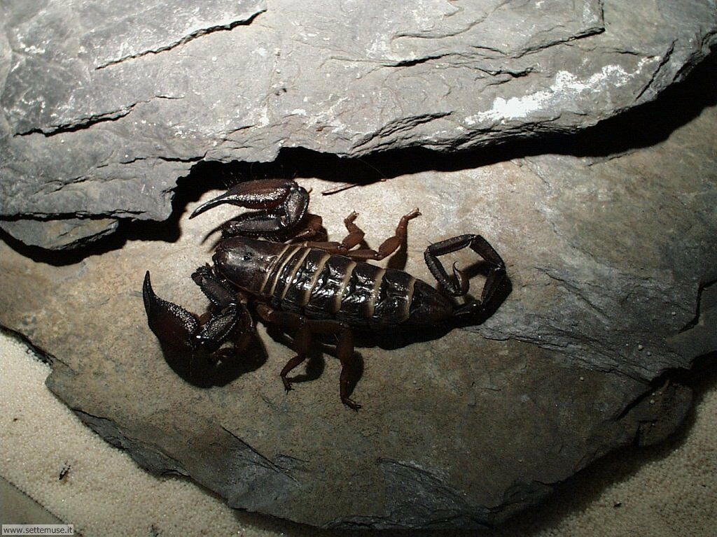 scorpioni 3