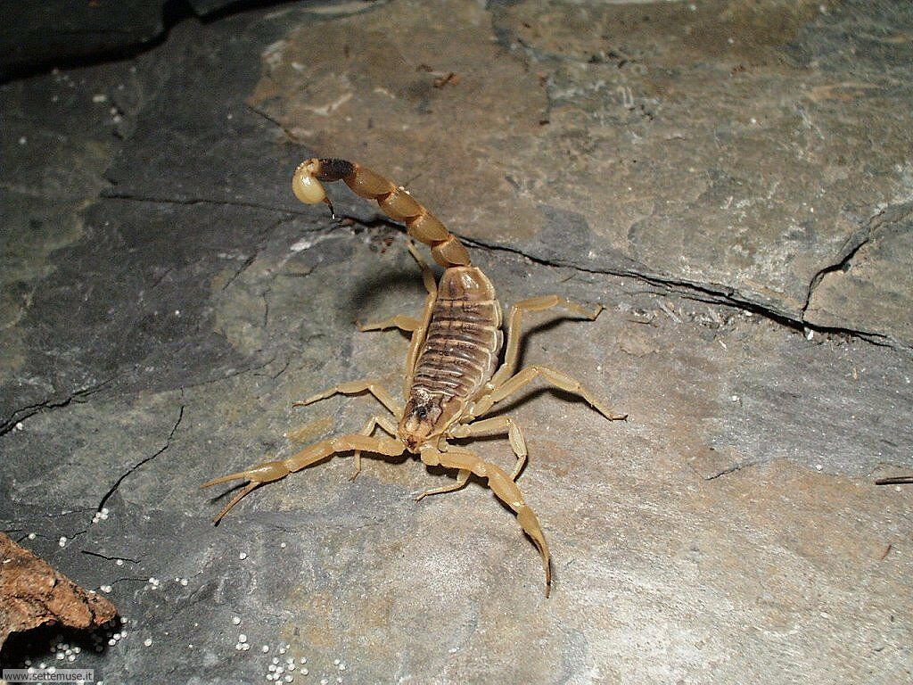 scorpioni 5