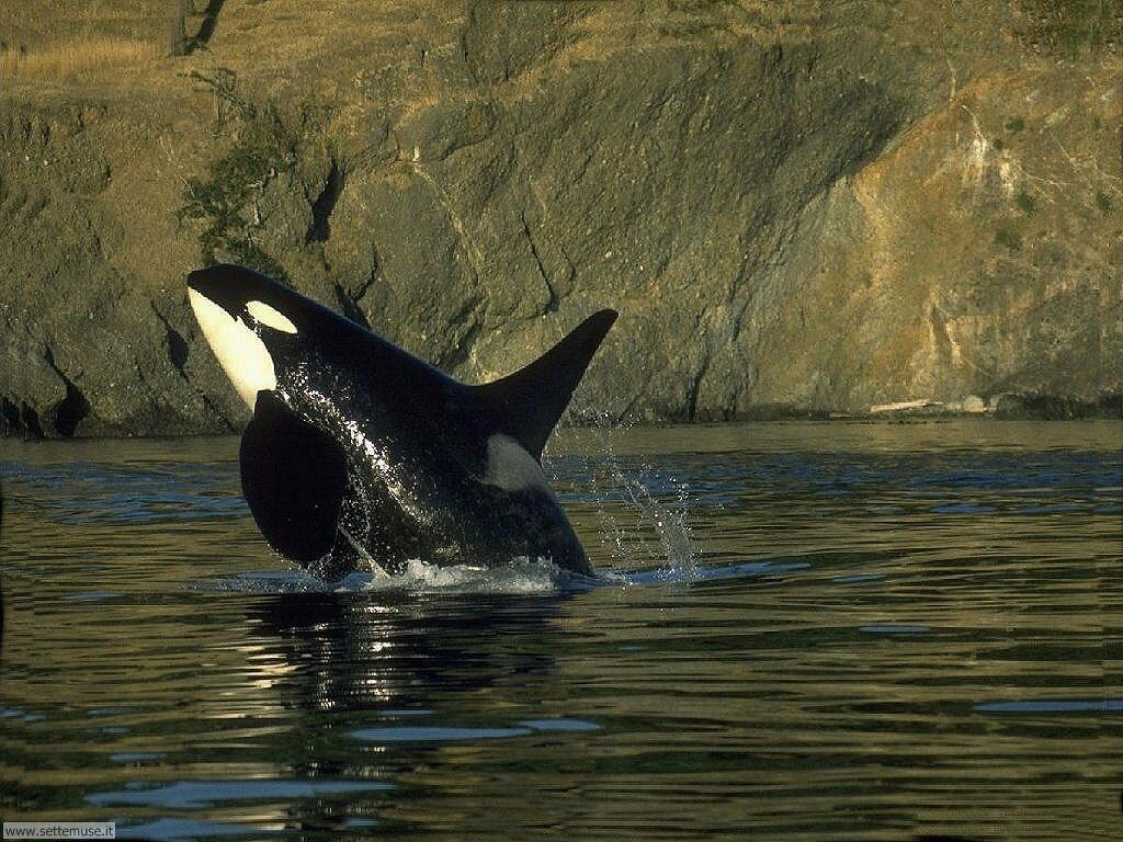 Sfondi balene e orche 004