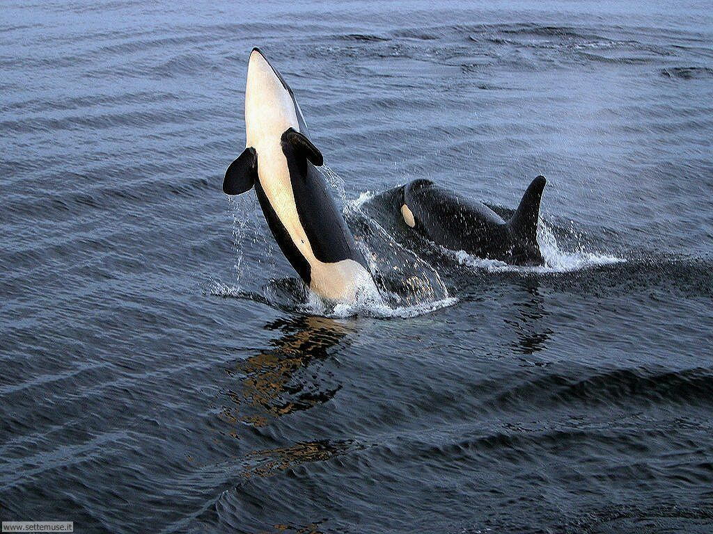 balene e orche 6