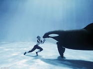 Foto sfondi balene e orche